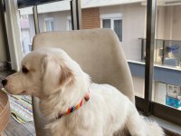 Ücretsiz rus finosu kırması köpeğimi sahiplendiriyorum