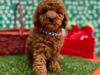 Irk Ve Sağlık Garantili Toy Poodle