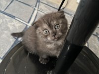 2 aylık tek doğan yavru dişi scottish fold kedim