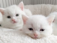 british shorthair özel seri mavi gözlü