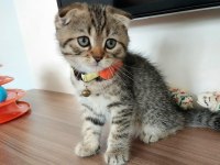 Golden Scottish Fold Safkan Yavrularım