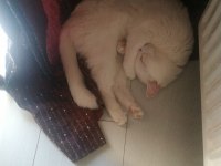 ÜCRETSİZ SAHİPLENDİRME SOSYAL KEDİLER