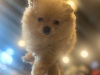 POMERANİAN BOO ERKEK DOSTA GİDER FP