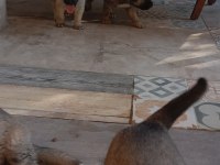 1 aylık kangal köpeği yavrular