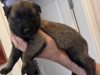 Safkan Irk Garantili Malinois Köpekler