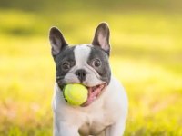 Teslime hazır french bulldog yavrularımız