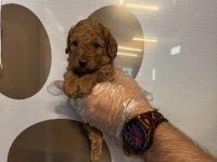 TOY POODLE SAFKAN YAVRULARIMIZ