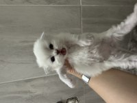 Scottish fold tontişlerim