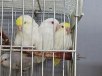 Cremio Turkuaz Forpus Bebekler
