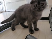 Scottish fold dişi karnesi bile hazır