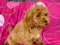 MİNİ BOY MALTİPOO ERKEK YAVRULARIMIZ