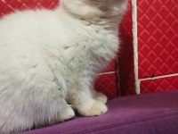 İran exotic red point