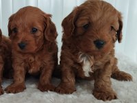 Maltipoo yavrular