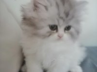 2 aylık chihuahua yavrularımız yeni yuvalarını arıyor