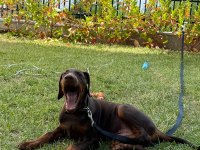 TANK GİBİ KIZIL DOBERMAN YAVRU