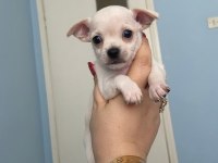anne altından chihuahua (şivava) bebekler