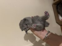 Scottish fold kedilerimiz