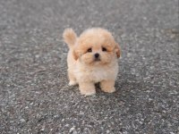 Süslü bebek maltipoo