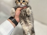 1,5 aylık Scottish Fold ve Straight Yavrularımıza Yuva
