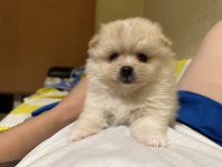 Yavru Pomeranian Boo