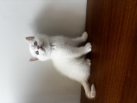 British shorthair lynx point