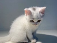 Brıtısh Shorthair Dişi Bebek