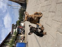 Egzotik anatomi harikası Black Tan french bulldog