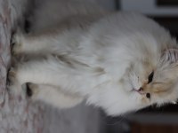 British Longhair Erkek 3.5 Yaşında ny1133