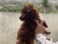MALTİPOO VE POODLE