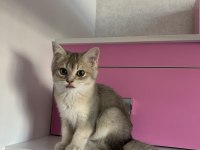 2-3 aylık british shorthair kedi