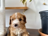 Sevimli maltipoo canlar