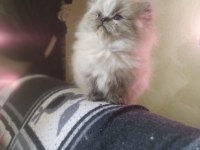 Himalayan erkek bebeğimiz