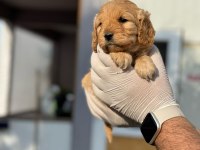 Maltipoo Yavrularımızı Canlı Görerek Alabilirsiniz