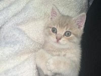 3 aylık erkek oynak ve tatlı bir kedidir