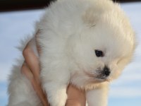 Safkan pomeranian boo