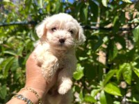 Maltipoo yavrum 55 günlük