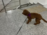 14 aylık sevimli bir deli oğlan poodle