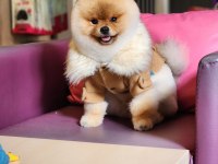10 Aylık Pomeranian BOO erkek Ayı Surat