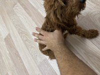 7 aylık dişi Teacup Poodle
