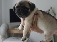 Sağlık garantili tuvalet eğitimli pug bebekler