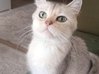 Uysal Sakin Bir Kedi Yuva Arıyor