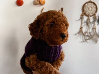 Red brown Toy Poodle Yavrum