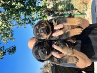 Rottweiler Yavruları A Kalite Tüm İllere Gönderim