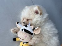 Pomeranian 3,5 aylık yavru köpeğimiz