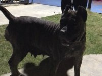 Secereli dişi preesa canario