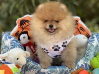 Fci Şecereli Pomeranian Teddy