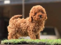 Toy poodle birbirinden tatlı yavrular