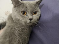 Erkek British Shorthair Kısırlaştırılmadı 1 Yaşında