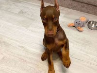 KIZIL VE İZABEL ÇİVİ ESTETİKLİ DOBERMAN YAVRULAR