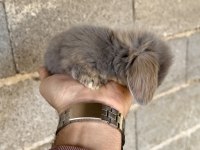 Hollanda Blue Teddy Lop Tavşanı